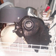 Illustration for article titled Do Not Wash Greasy Car Parts In Your Dishwasher